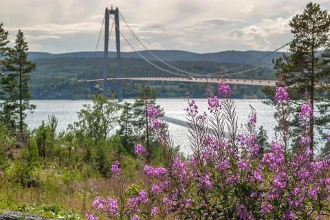 Beautiful purple flowers and The High Coast Bridge, Sweden. Stock Photos