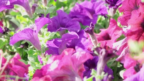 Beautiful purple flowers develop in the wind Stock Footage 126006747