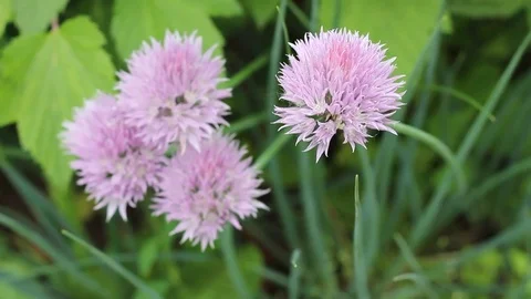 Beautiful purple flowers Stock Footage 77410948