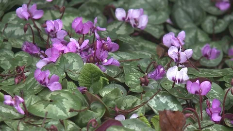 Beautiful purple flowers Stock Footage 128539699