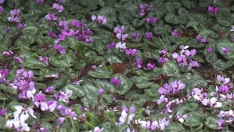 Beautiful purple flowers Stock Footage 128539737
