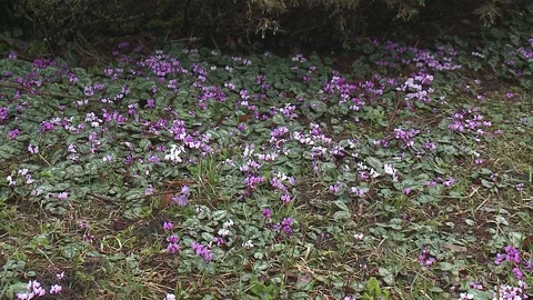 Beautiful purple flowers Stock Footage 128539807