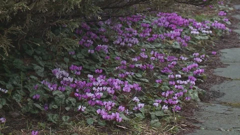 Beautiful purple flowers Stock Footage 128539810