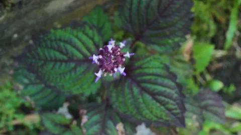 Beautiful purple flowers in the wind Stock Footage 236672053