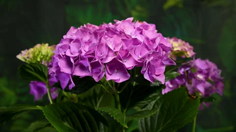 Beautiful purple hydrangea flowers blooming against dark green foliage Stock Footage 336357723