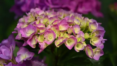 Beautiful purple hydrangea flowers blooming against dark green foliage Stock Footage 336452415