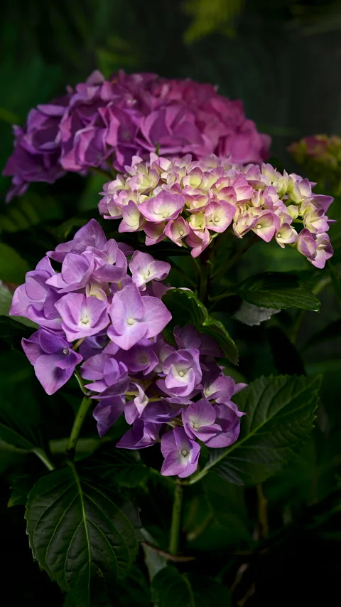 Beautiful purple hydrangea flowers blooming against dark green foliage Stock Footage 336594295
