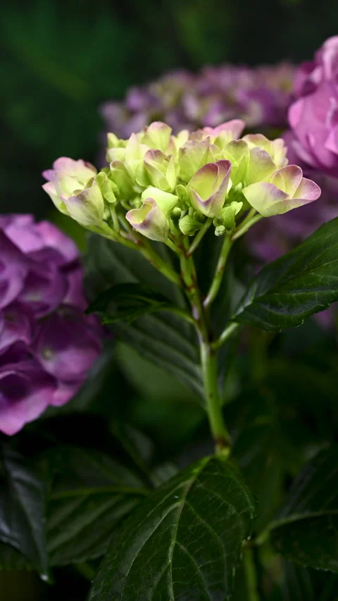 Beautiful purple hydrangea flowers blooming against dark green foliage Stock Footage 336654963