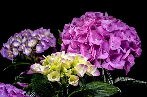 Beautiful purple hydrangea flowers blooming against a solid black background Stock Photos
