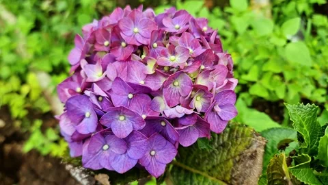 Beautiful Purple Hydrangea Macrophylla Blooming in Lush Spring Garden Stock Footage 333984234