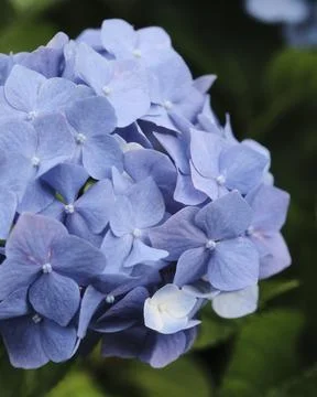 Beautiful Purple Hydrangea Stock Photos