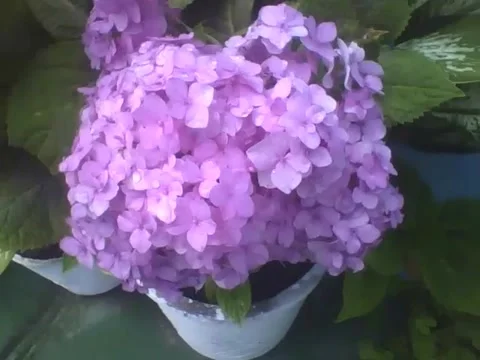 Beautiful purple hydrangeas with raindrops in a cement vase Stock Footage 160231673