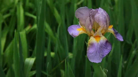 Beautiful purple iris close up Video stock 11185788