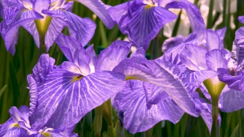 Beautiful Purple Iris Flower Field Swaying in Sunlight Stock Footage 337252550