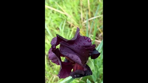 A beautiful purple iris sways in the wind at the Purple Iris Reserve in Stock Footage 339323781