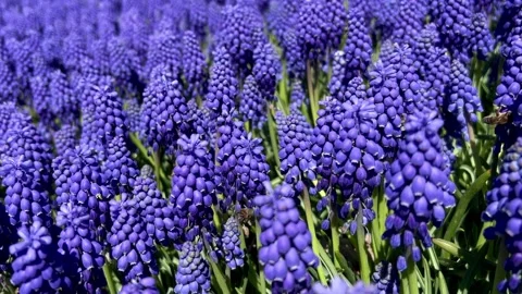 Beautiful purple or violet grape hyacinth flowers as a background Stock Footage 194431077