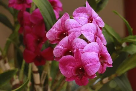 Beautiful purple orchid inflorescence with stem and leaves... Stock Photos