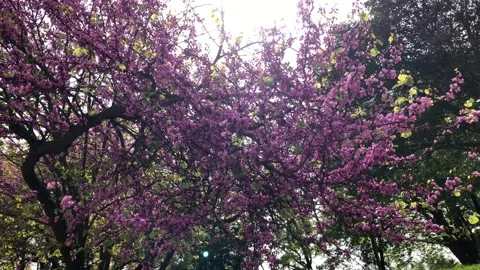 Beautiful purple tree Video stock 151227709