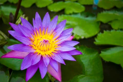 Beautiful purple waterlily or lotus flower in pond  in nature - lotus pond Stock Photos