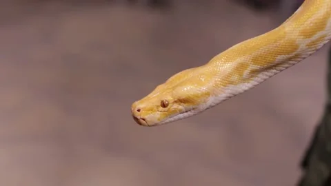 Beautiful Python molurus albina on tree branch Video stock 233122761