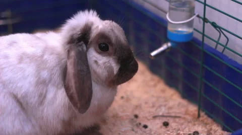 Beautiful Rabbit in cage Stock Footage 58149101