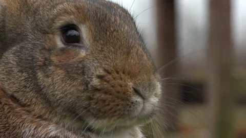 A beautiful rabbit on a farm. Close-up Stock Footage 142348016