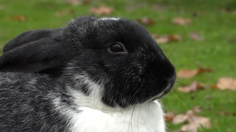A beautiful rabbit on a farm. Close-up Stock Footage 142348017
