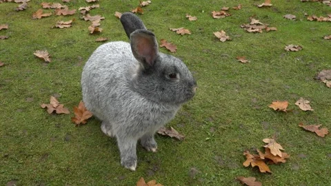 A beautiful rabbit on a farm. Close-up Stock Footage 142348032