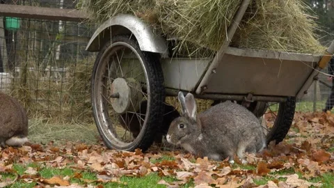 A beautiful rabbit on a farm. Close-up Stock Footage 142348055