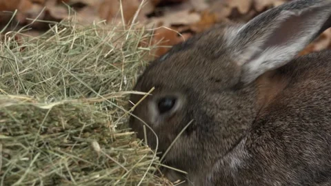 A beautiful rabbit on a farm. Close-up Stock Footage 142348112