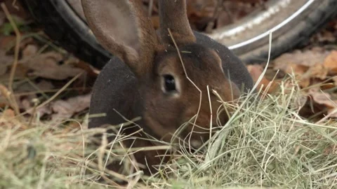 A beautiful rabbit on a farm. Close-up Stock Footage 142348129