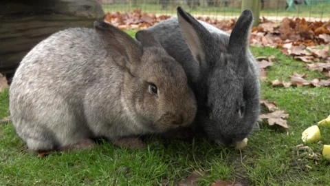 A beautiful rabbit on a farm Stock Footage 142348098
