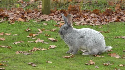 A beautiful rabbit on a farm Stock Footage 142348114