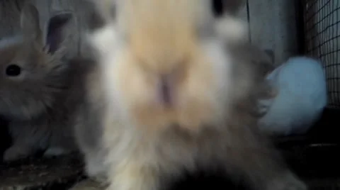 Beautiful Rabbit Stock Footage 8576210