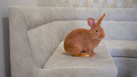 Beautiful rabbit in the house Stock Footage 227738053