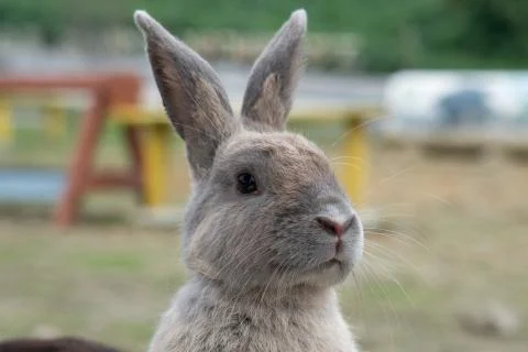 Beautiful rabbit Stock Photos