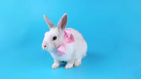 Beautiful rabbit with pink bow sits and looking around Stock Footage 71202058