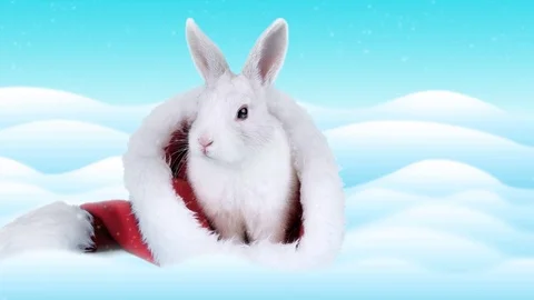 Beautiful rabbit washing his face and ear in the Santa Claus hat Stock Footage 70199666