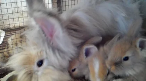 Beautiful Rabbits Stock Footage 8579060