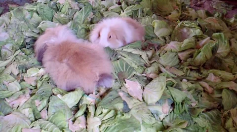 Beautiful Rabbits Stock Footage 8579486