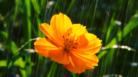 Beautiful rain drops falling drizzle raining rainfall on blooming flower blossom Stock Footage