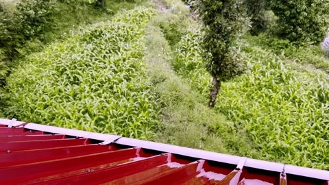 Beautiful Rain Falling on Green Fields and Red Tin Roof 库存影片 339777693