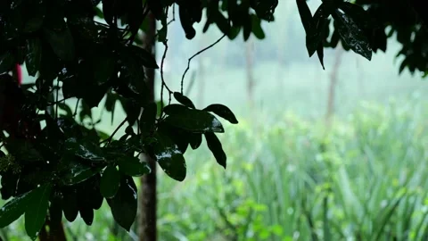 Beautiful Rain, Greenery with Blurred Background, 4K Footage slow motion 库存影片 139690971