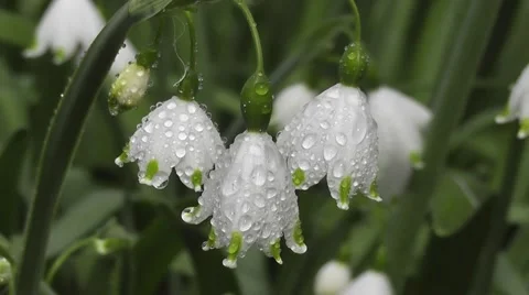 Beautiful Rain Soaked Spring White Snowdrop Flowers in Sunshine Video stock 50307407