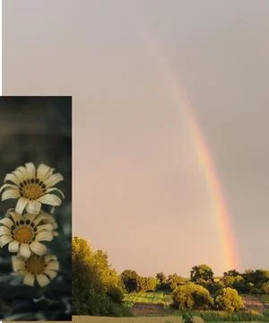 Beautiful rainbow with flowers Stock Photos