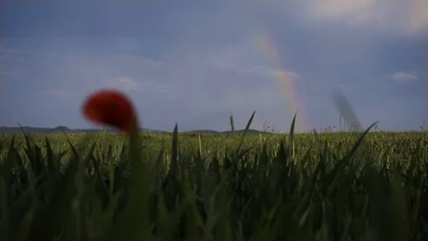 A beautiful rainbow, in the foreground the wind shakes the flower Stock Footage 111748823