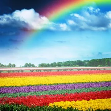 Beautiful rainbow over multicolor tulip field, Holland Stock Photos