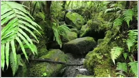 Beautiful Rainforest Stock Footage 145539992