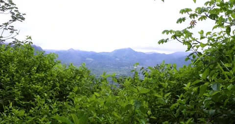In a beautiful rainforest in Panama Video stock 205323650