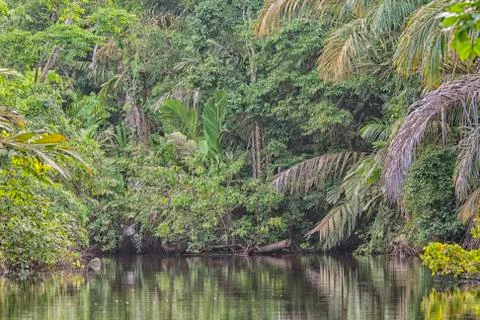 Beautiful rainforest Stock Photos